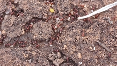 Pogonomyrmex huachucanus