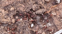 Pogonomyrmex huachucanus
