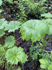 Darmera peltata