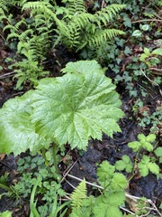 Darmera peltata