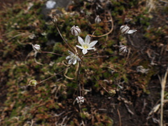 Triteleia lilacina