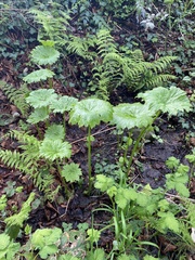 Darmera peltata