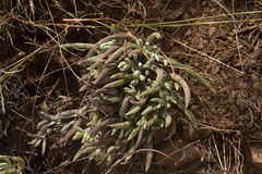 Dudleya attenuata attenuata