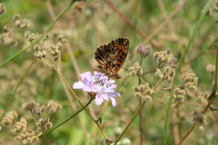 Cephalaria transsylvanica