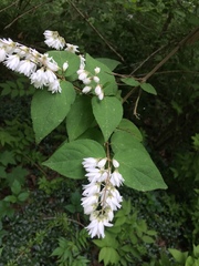Deutzia