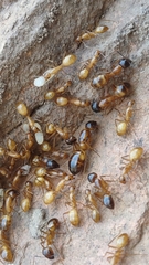 Camponotus pudorosus