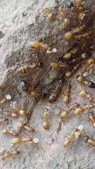 Camponotus pudorosus