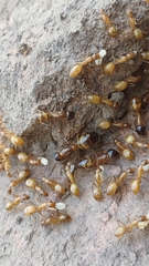 Camponotus pudorosus