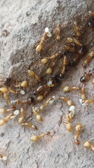 Camponotus pudorosus