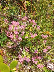 Vaccinium consanguineum