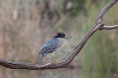 Butorides striata