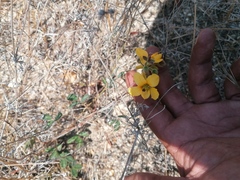Chamaecrista fagonioides