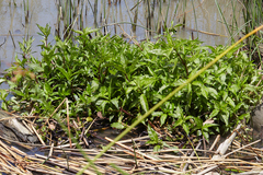 Magnoliopsida