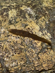 Lessoniaceae