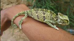 Chamaeleo calyptratus