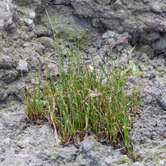 Juncus effusus pacificus