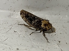 Paraphlepsius collitus