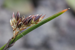 Juncus effusus pacificus