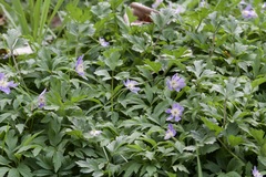 Anemonoides nemorosa