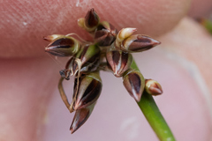 Juncus effusus pacificus