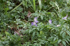 Anemonoides nemorosa