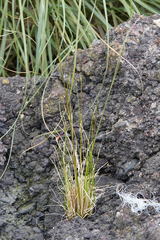 Deschampsia cespitosa