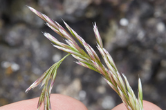 Deschampsia cespitosa
