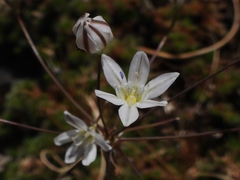 Triteleia lilacina