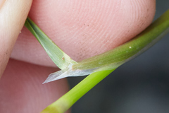 Deschampsia cespitosa