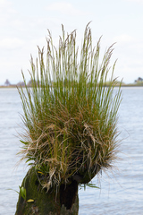 Deschampsia cespitosa