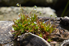 Myosotis laxa