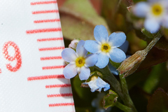 Myosotis laxa