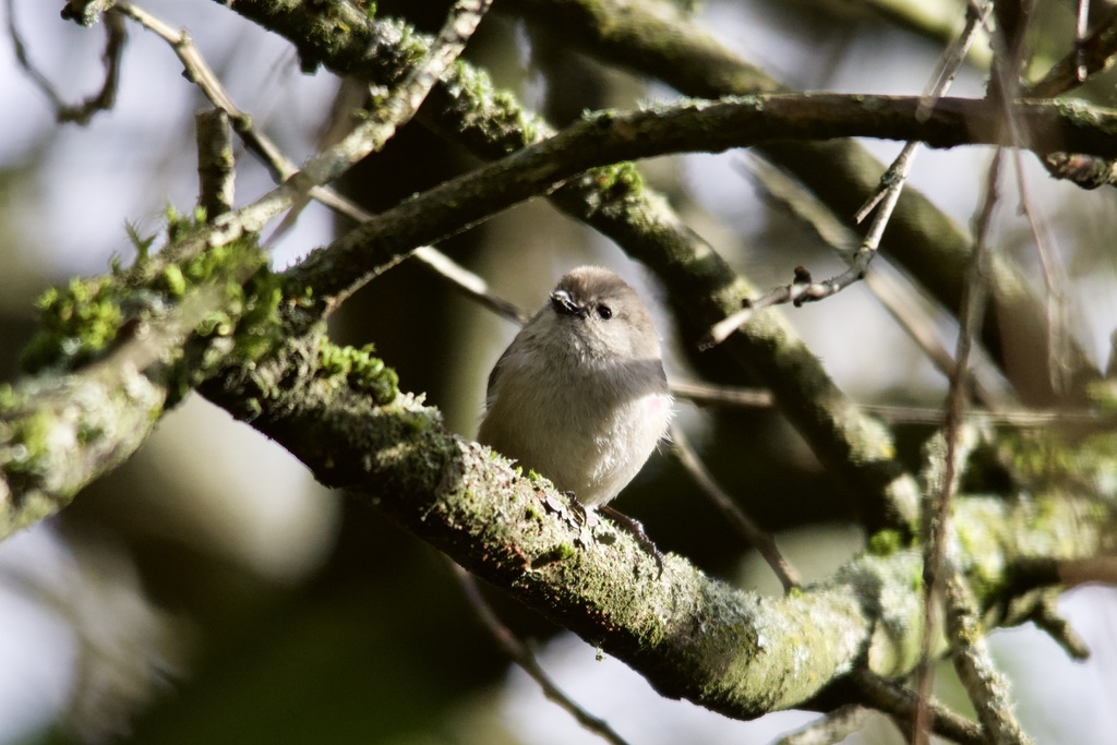 Canada Bushtit