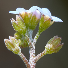 Myosotis laxa