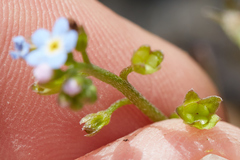 Myosotis laxa