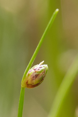 Isolepis cernua