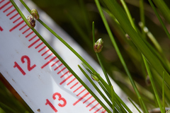 Isolepis cernua