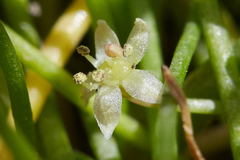 Lilaeopsis occidentalis