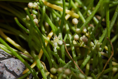 Lilaeopsis occidentalis