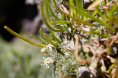 Lilaeopsis occidentalis