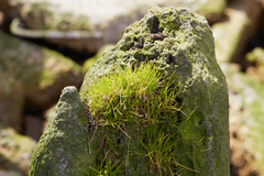 Lilaeopsis occidentalis