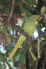 Psittacula krameri