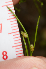 Isolepis cernua
