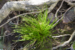 Isolepis cernua
