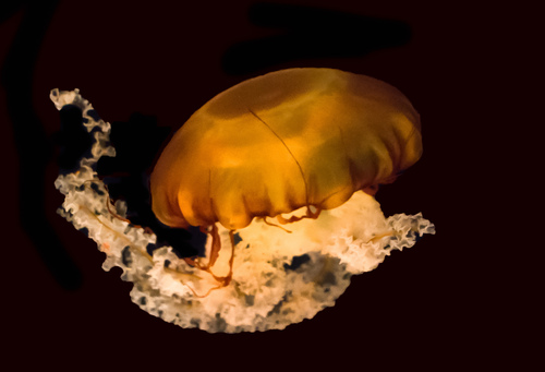 Pacific Sea Nettle, photo 2 of 9