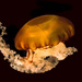 Pacific Sea Nettle - Photo (c) 
Ray in Manila, some rights reserved (CC BY)