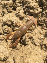 Cambarus batchi