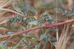 Oxybasis rubra rubra