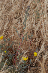 Oxybasis rubra rubra