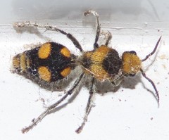 Dasymutilla munifica